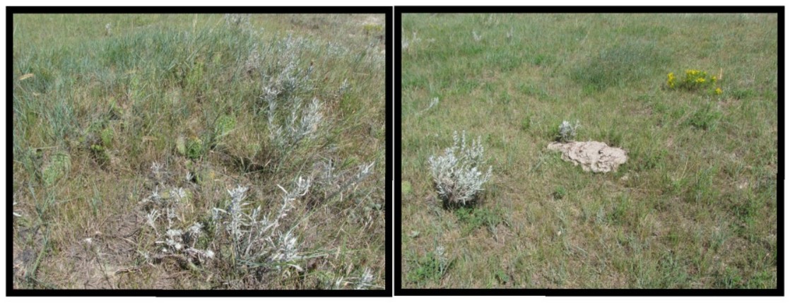 Ground cover at the confluence