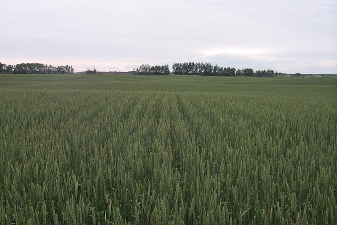 Looking north.  The view to the east is very similar.