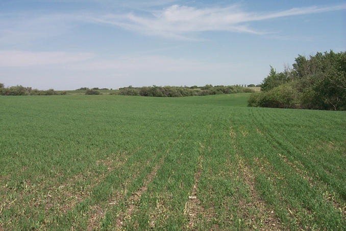 Looking east.  Five steel grain bins can be seen in the distance on the right.