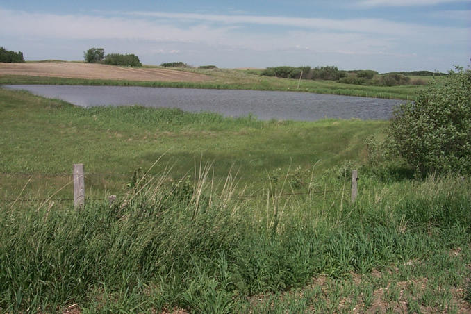 The pond where we saw Canada geese and ducks.