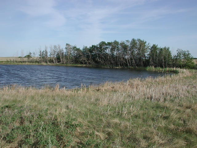 The pond just a few meters from the confluence