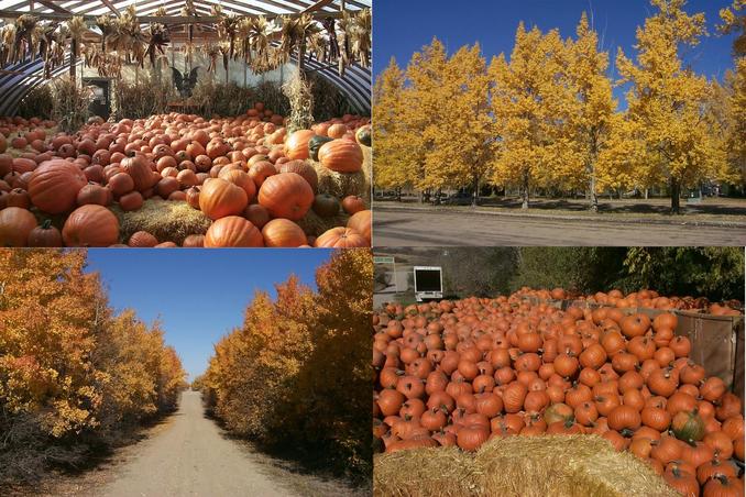 Autumn bounty and splendor.