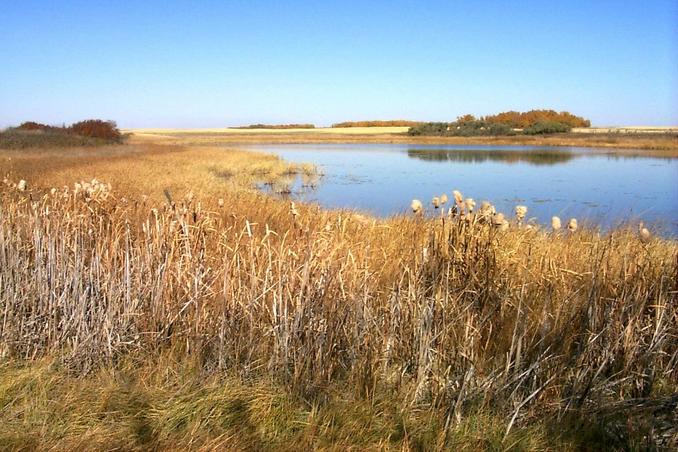 Looking over the pond located 100 m NE from the confluence.