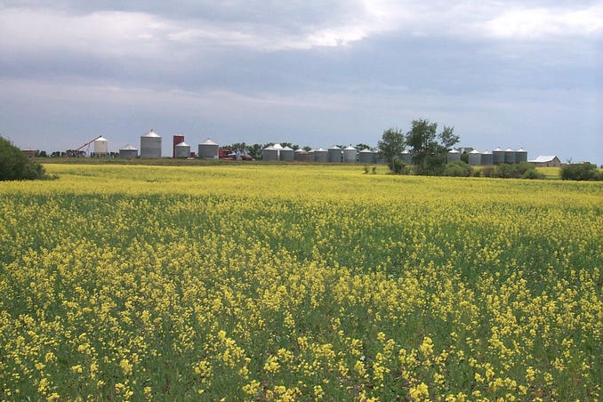 The landowner's farm taken from a canola field. Canola is known as rape in many countries.