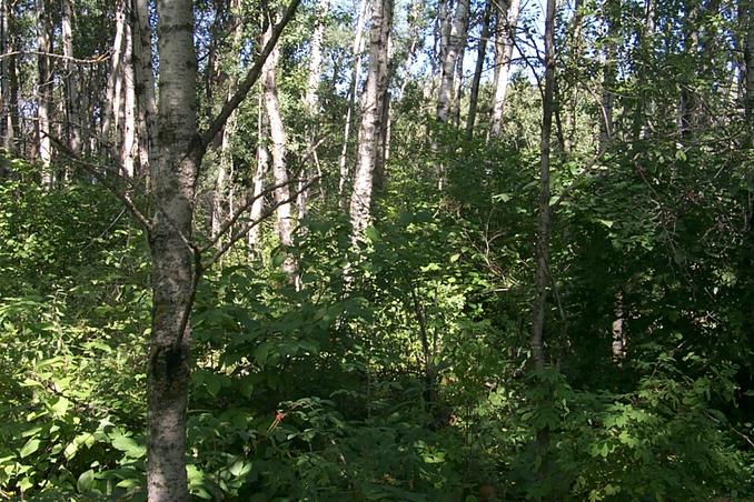 Looking north from the confluence point.