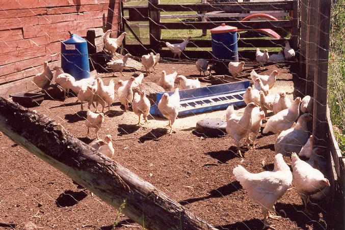 The chicken coop, 45 meters from the confluence