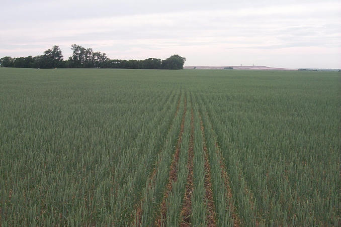 Looking west. Behind the trees a farm.  Beyond that a pile of potash.