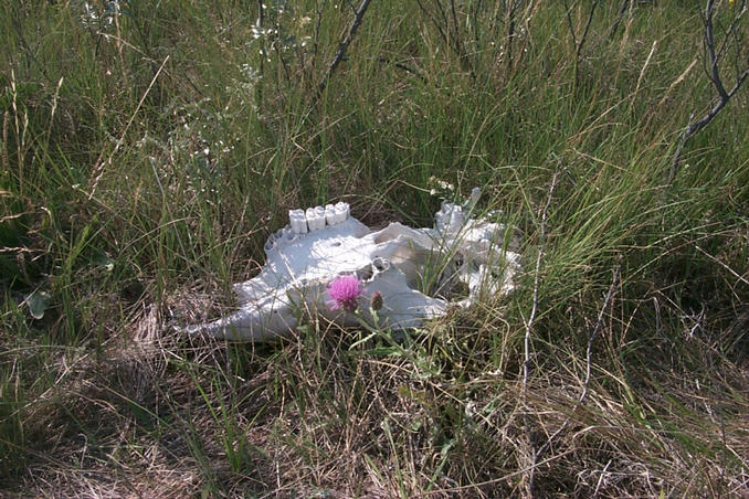 Life and death in a prairie pasture.