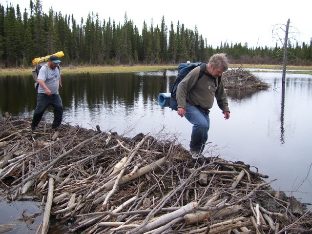 Crossing A Beaver Dam