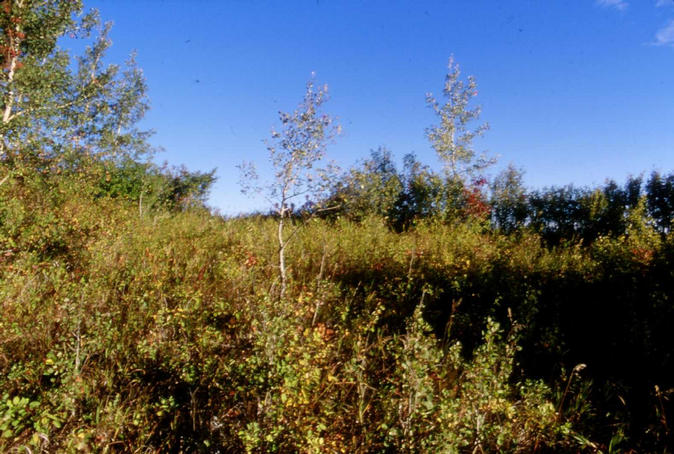 The view north from the confluence.