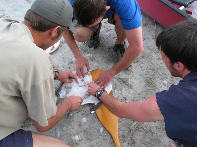 Cleaning the birds