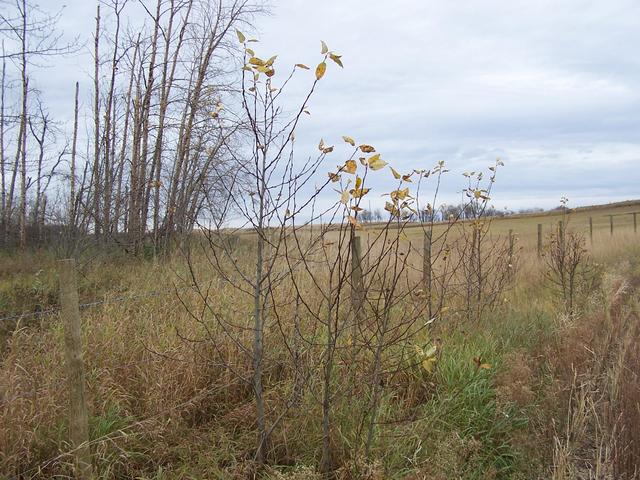 Last leaves of autumn, about 75 meters from the confluence.