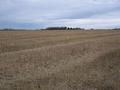 #3: Looking East from the confluence.