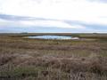 #7: The slough 120 meters SE of the confluence.