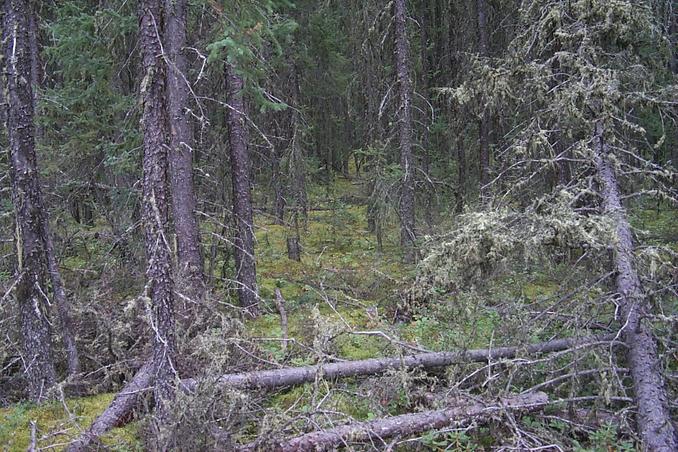 Forest beside the first trail - 5 km from the confluence.