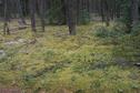 #8: Mossy forest floor along the trail.