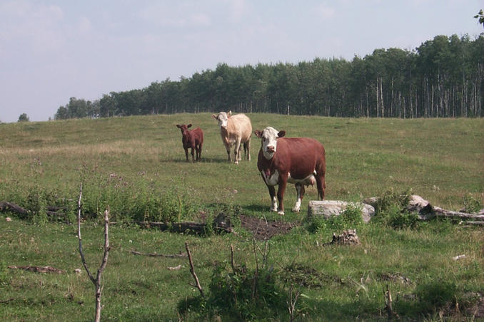 Cows wondering what on earth we are doing.