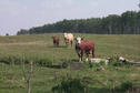 #8: Cows wondering what on earth we are doing.