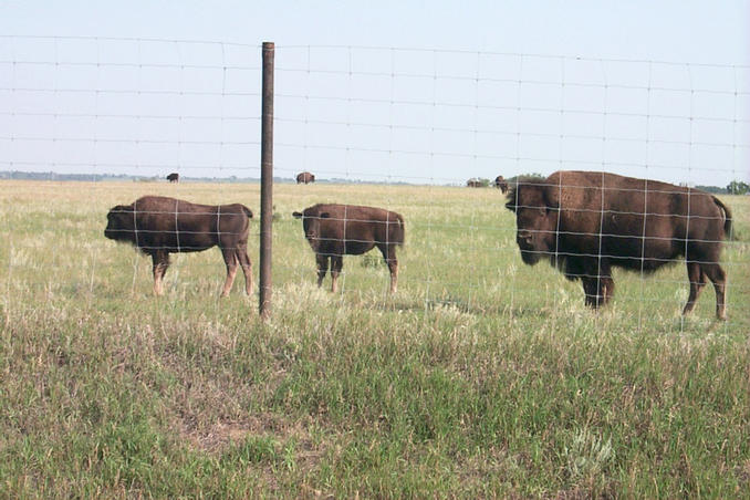 Another view of the bison.