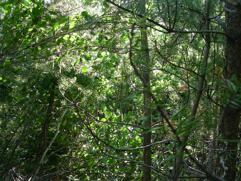 The view East from the Confluence