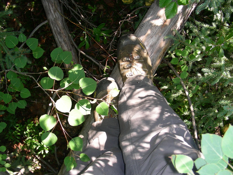 Balancing on the "Bush Sidewalks"