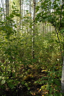 #1: View of the confluence