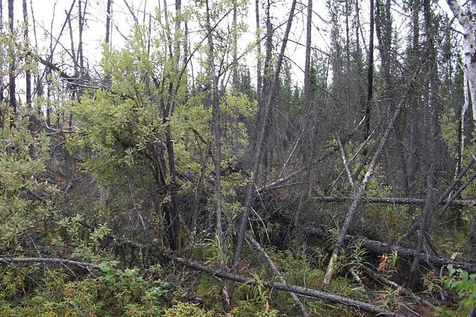 The view south - more burnt out forest.