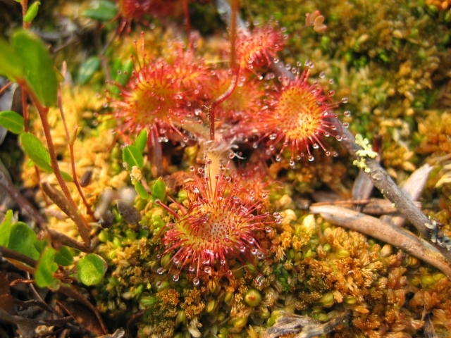 sundew