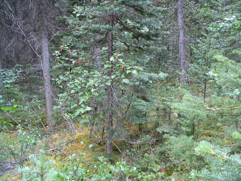 Looking southwards from the confluence