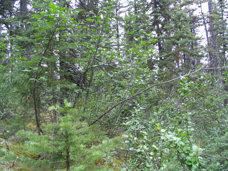 Looking northwards from the confluence.