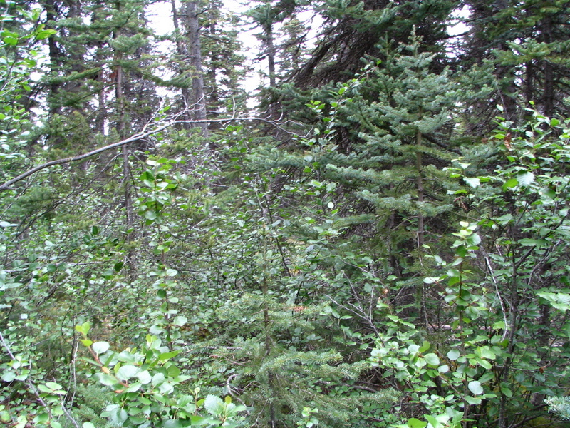 Looking westwards from the confluence