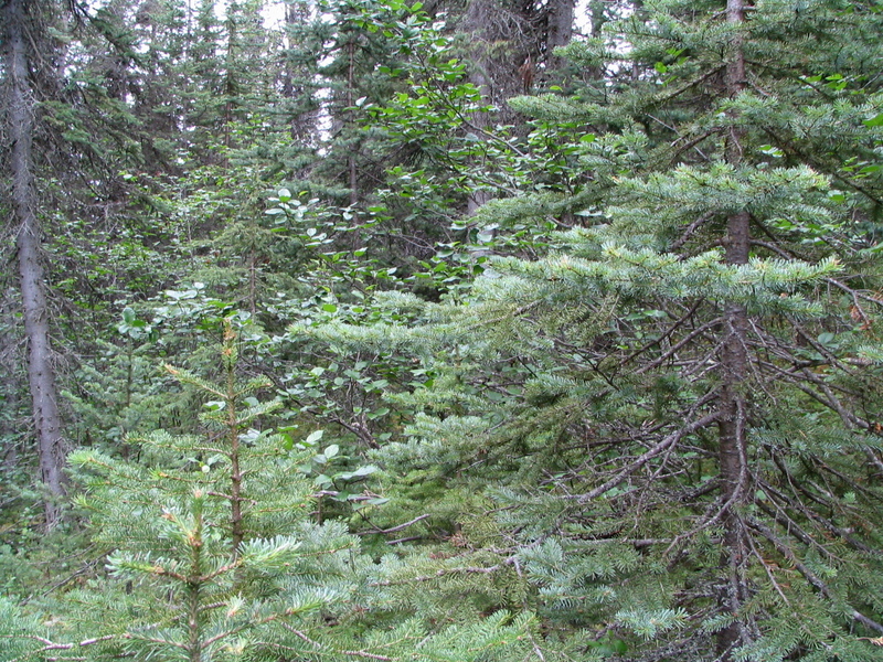 Looking eastwards from the confluence