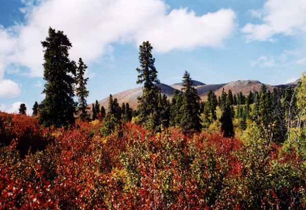 looking north from confluence point