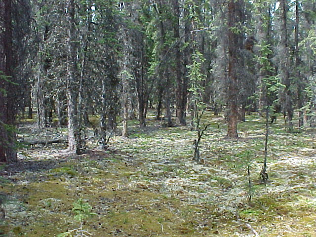 Spruce Forest