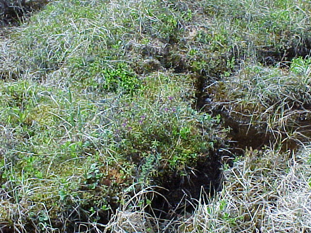 Bog Plants