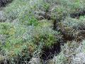 #7: Bog Plants