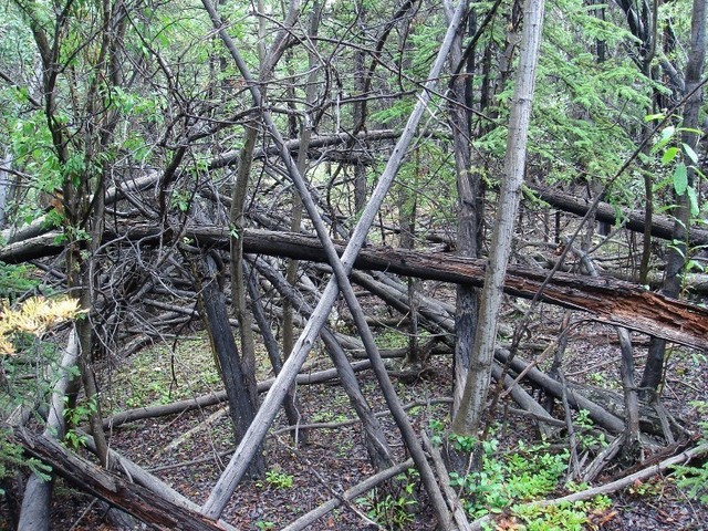 Forest fire Bush area / Waldbrandgebiet