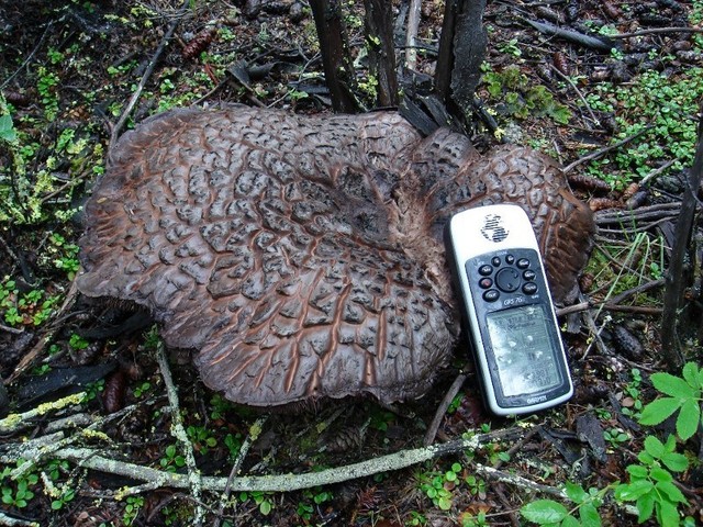 Discovery biggest mushroom´s on the way / Gigantische Pilze