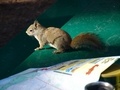 #7: Squirl - Squirrel