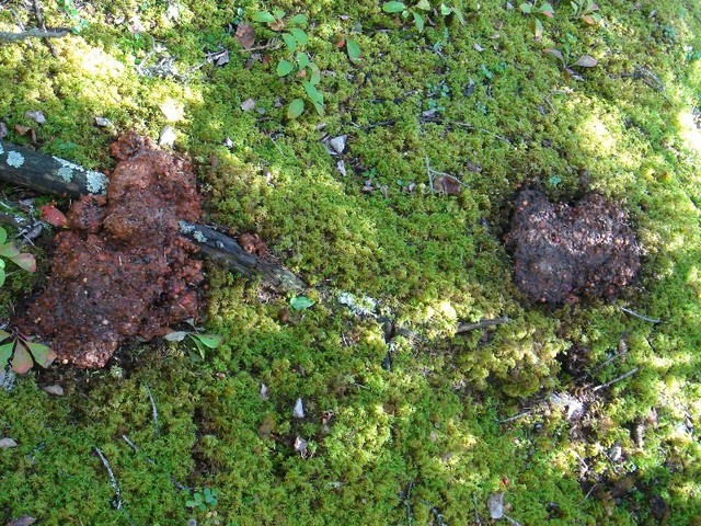 Bear scat on the way / Überreste aus dem südlichen Ende eines nach norden gewanderten Bär´s