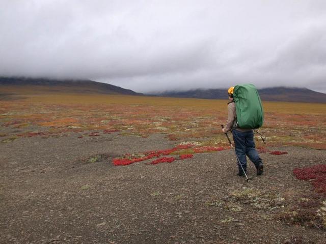 Fall Colors on tundra as we head back to Wright Pass