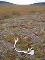 #7: Caribou Antler