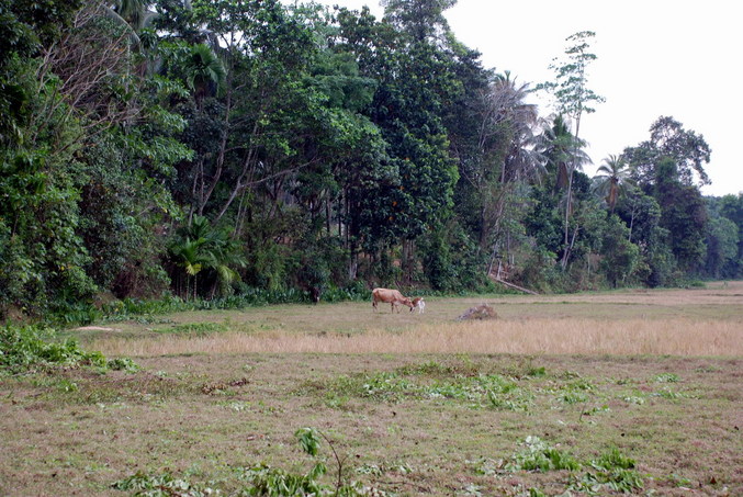 The dried rice field - CP 150 meters behind the trees