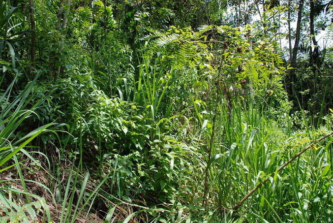 East view from the Confluence point