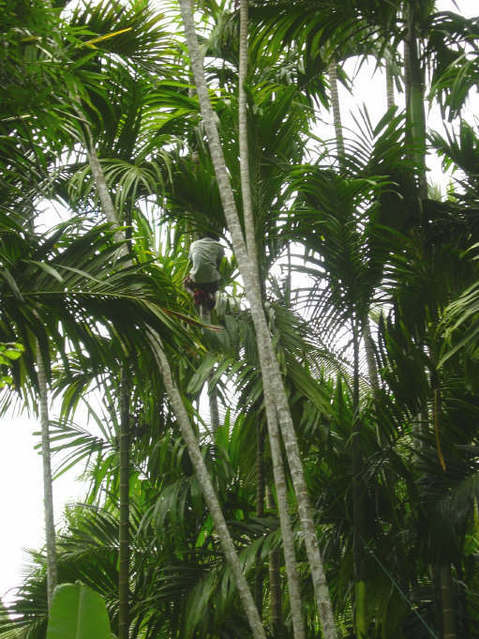 Boy harvesting coconuts 300 m from the CP