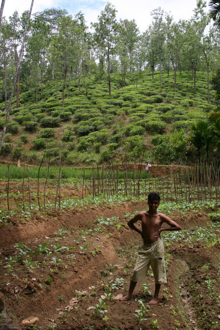 Local farmer standing in the paddy field, 25 m south of the CP