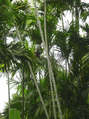 #10: Boy harvesting coconuts 300 m from the CP