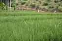 #8: Paddy field down the slope to the south of the CP