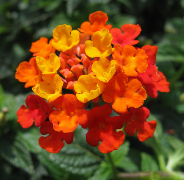 Lantana flower