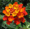 #8: Lantana flower